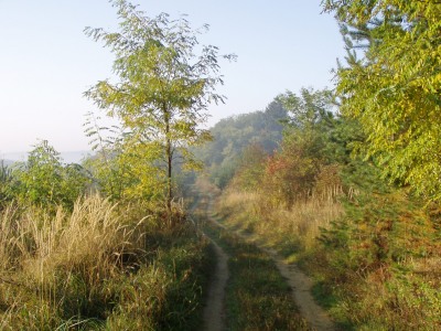 A titokzatos t